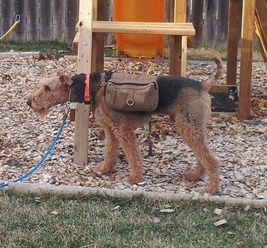 Onetigris hiking dog backpack review