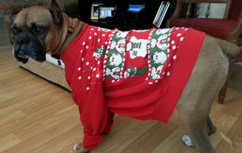 dog sweaters for boxers
