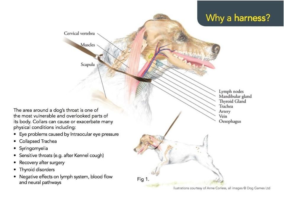 Can Dog Collars Cause Tracheal Collapse